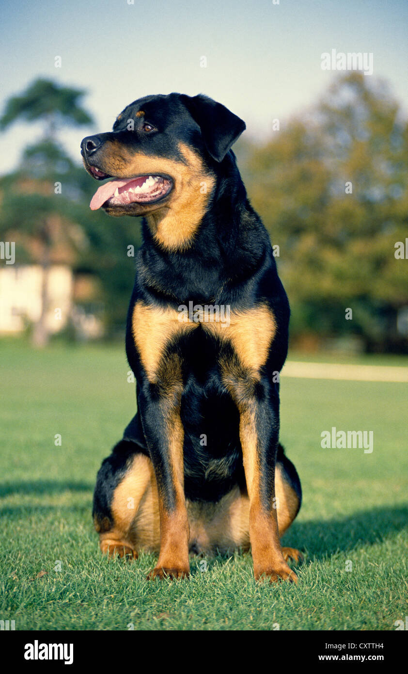 ROTTWEILER, DRAUßEN ZU SITZEN / ENGLAND Stockfoto