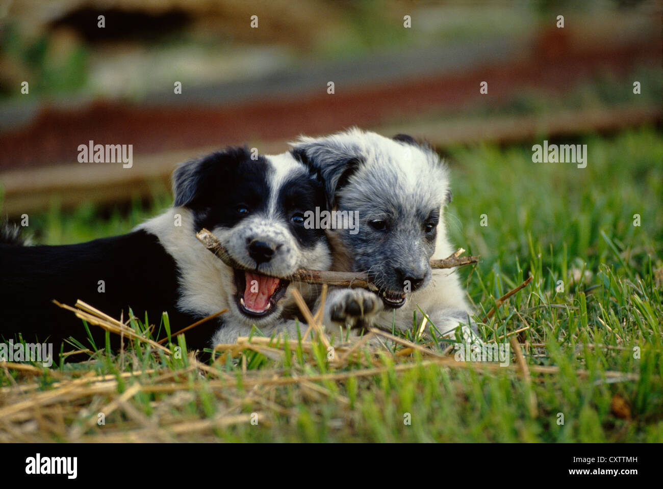 AUSTRALIAN SHEPHERD/BLAU GEMISCHT HEELER WELPEN, 6 Wochen alt/Pennsylvania Stockfoto