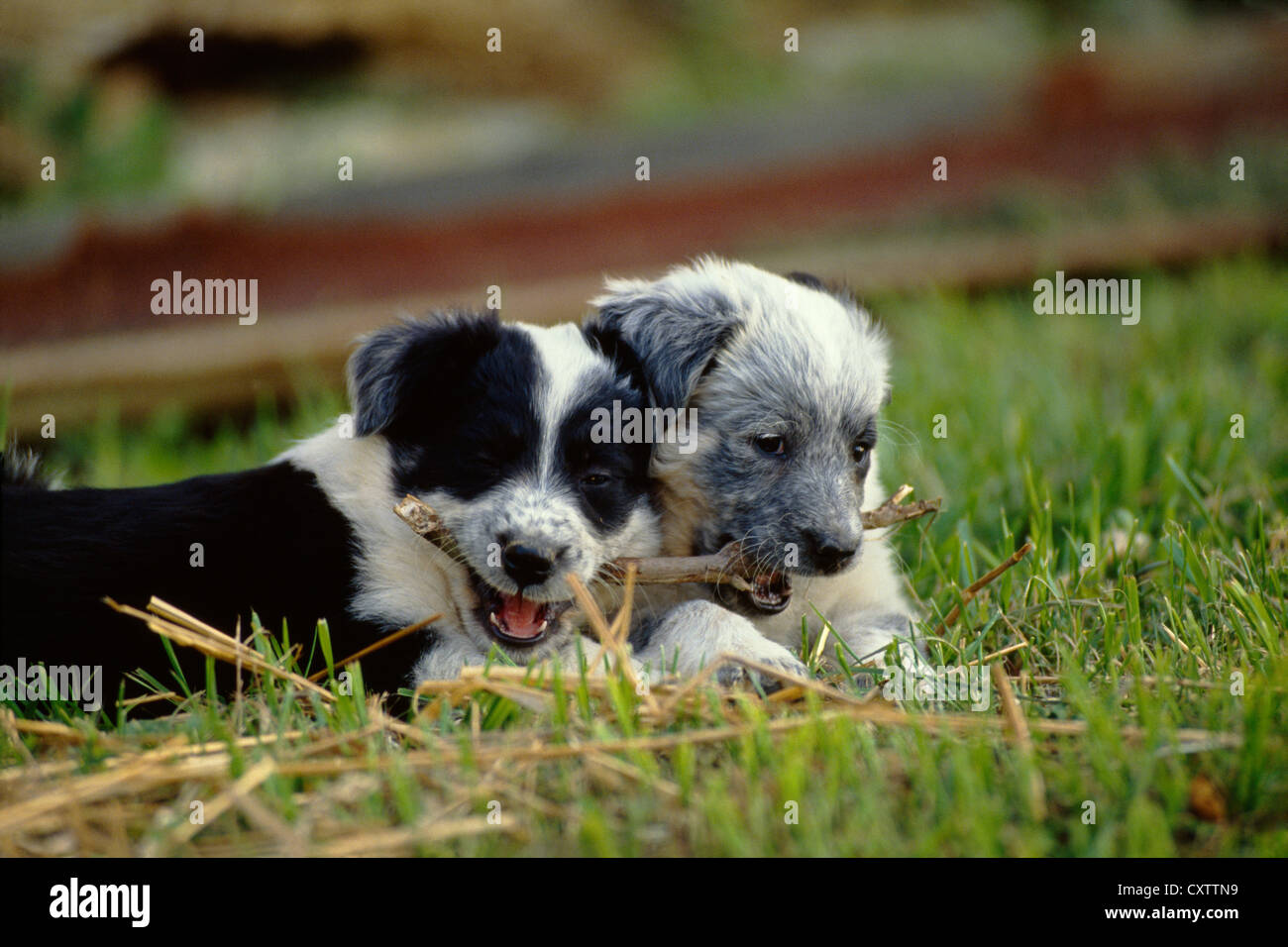 AUSTRALIAN SHEPHERD/BLAU GEMISCHT HEELER WELPEN, 6 Wochen alt/Pennsylvania Stockfoto