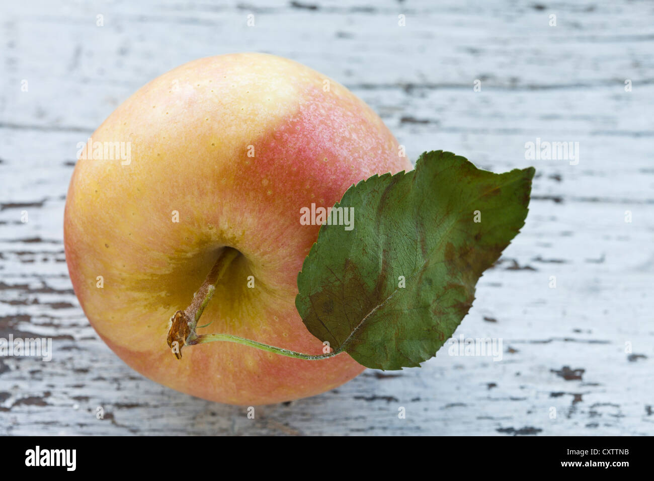 Apfel-Gala Farbe zwei frisch mit Blatt auf Ländertabelle Stockfoto
