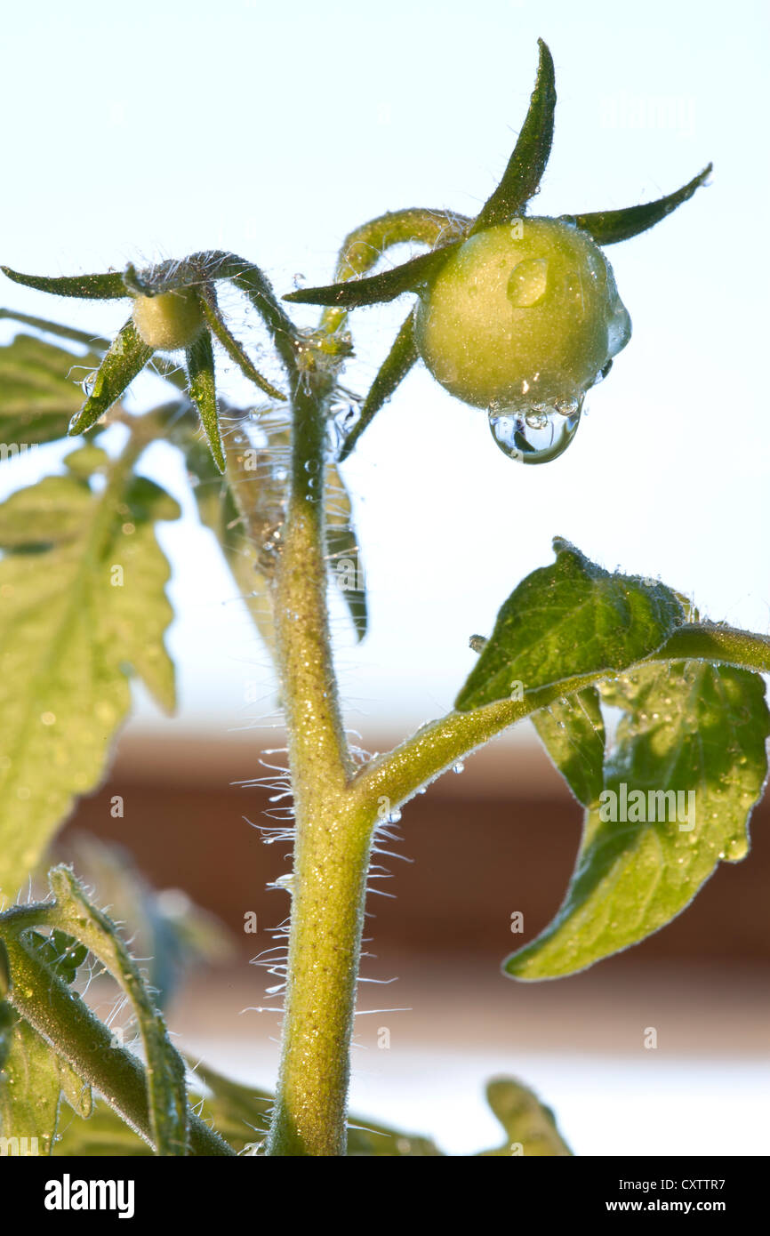 Tomaten Pflanzen Tüllen Stockfoto
