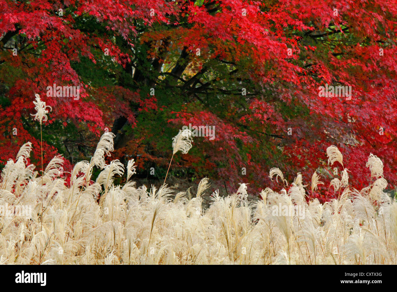 Japanische Susuki Grass mit japanischen Ahorn Herbst Blattfarbe der japanischen See Sai-ko Stockfoto