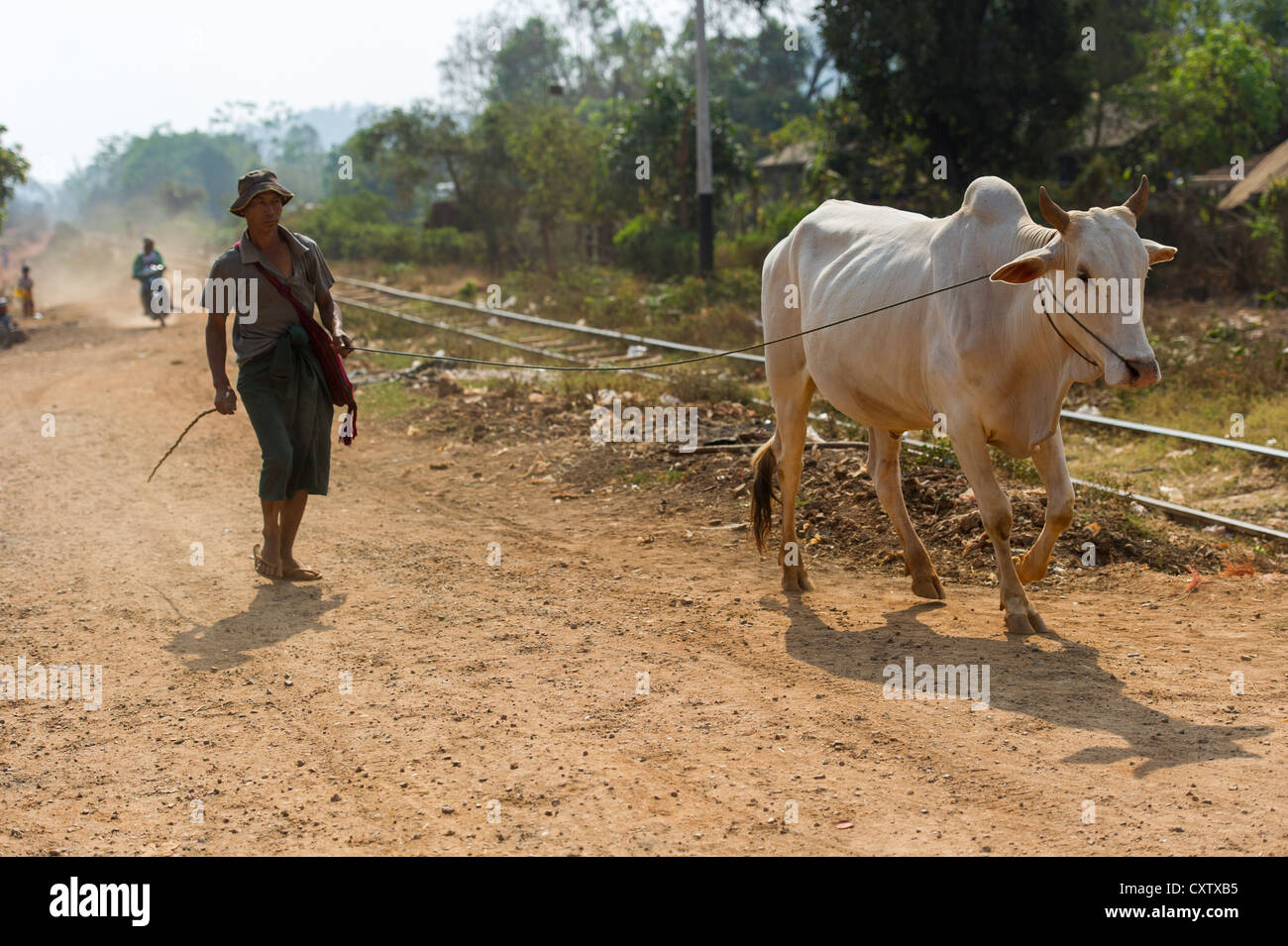 Ein Mann, der Zebu-Rinder zur Auktion in Heho, Myanmar Birma, nimmt Stockfoto