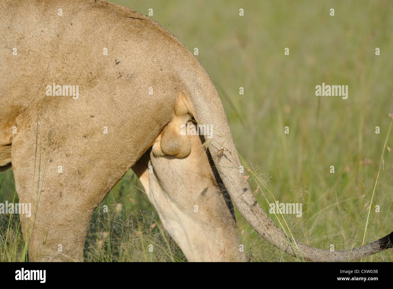 East African Lion - Massai-Löwe (Panthera Leo Nubica) Hinterhand von einem Mann zu Fuß in den Rasen Masai Mara Stockfoto