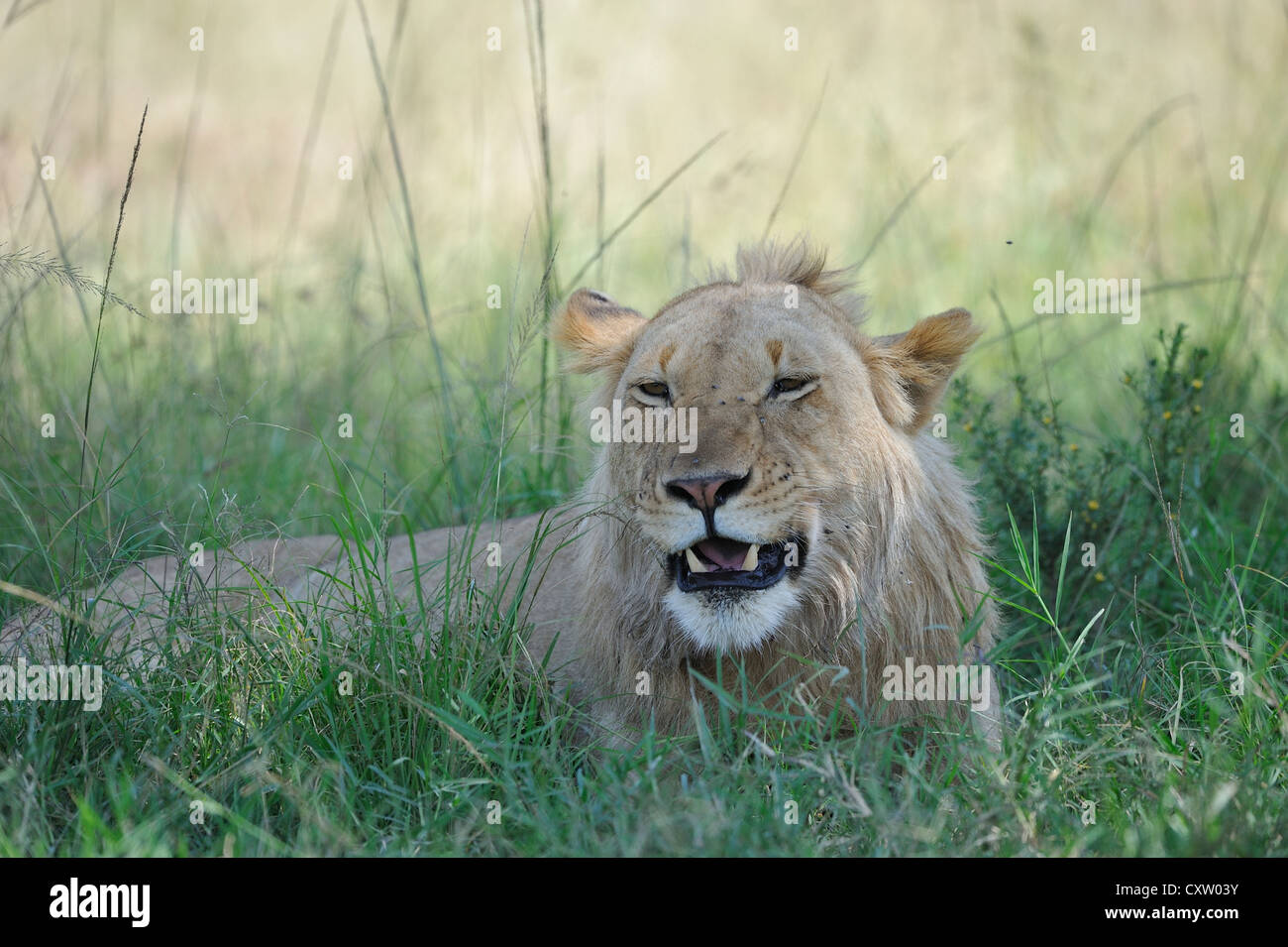 East African Lion - Massai-Löwe (Panthera Leo Nubica) jungen männlichen Verlegung im Schatten auf der Wiese Masai Mara Stockfoto