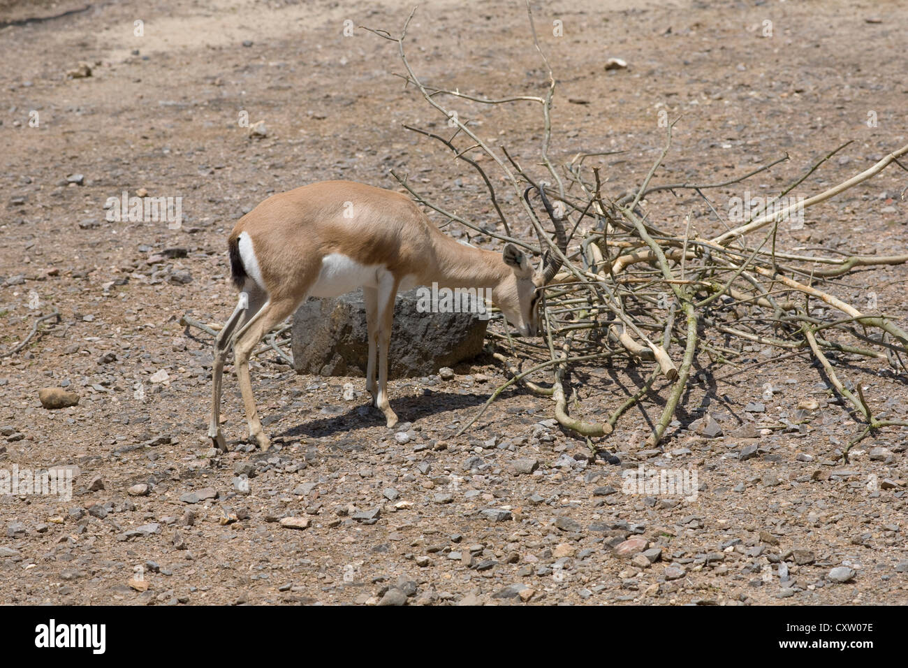Dorcas Gazelle, Gazella Dorcas Neglecta, kratzt sich am Geweih auf gefallene Äste in seinem Gehege im Marwell zoo Stockfoto