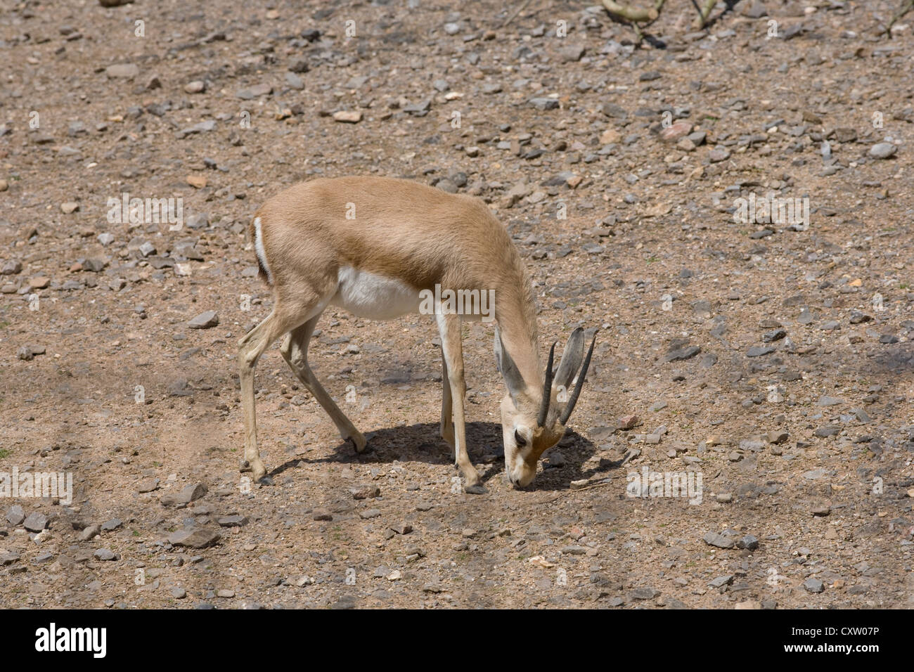 Dorcas Gazelle, Gazella Dorcas Neglecta, in felsigen Gehäuse im Marwell zoo Stockfoto