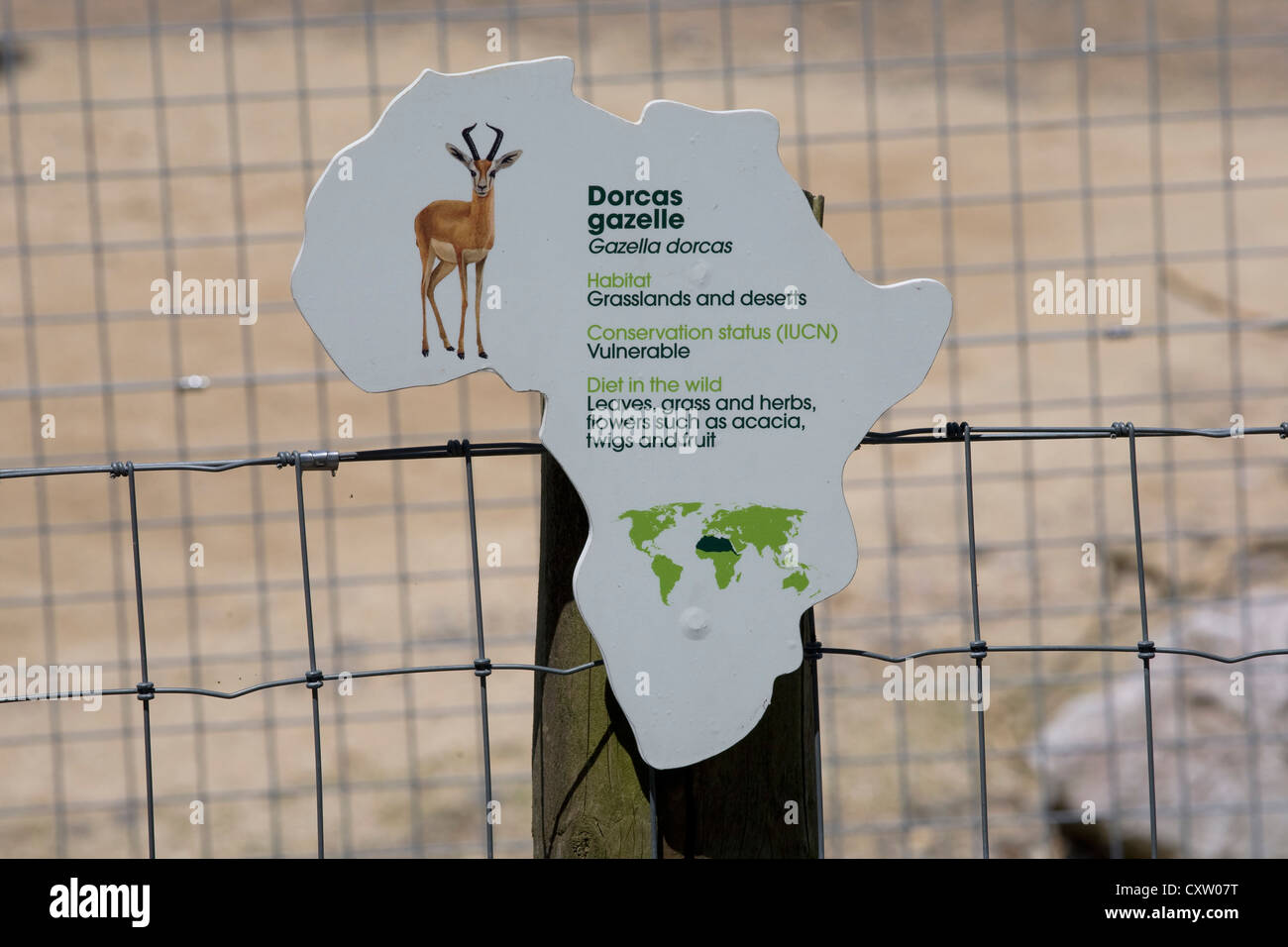 Karte von Afrika zeigt Bild Dorcas Gazelle am Gehäuse im Marwell zoo Stockfoto