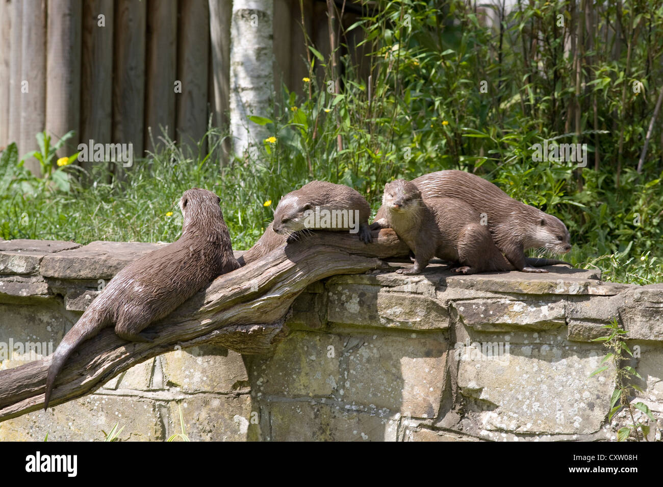 Familie von orientalischen kleine krallte Otter, Aonyx Cinerea, spielen von Log und Wand im Marwell zoo Stockfoto