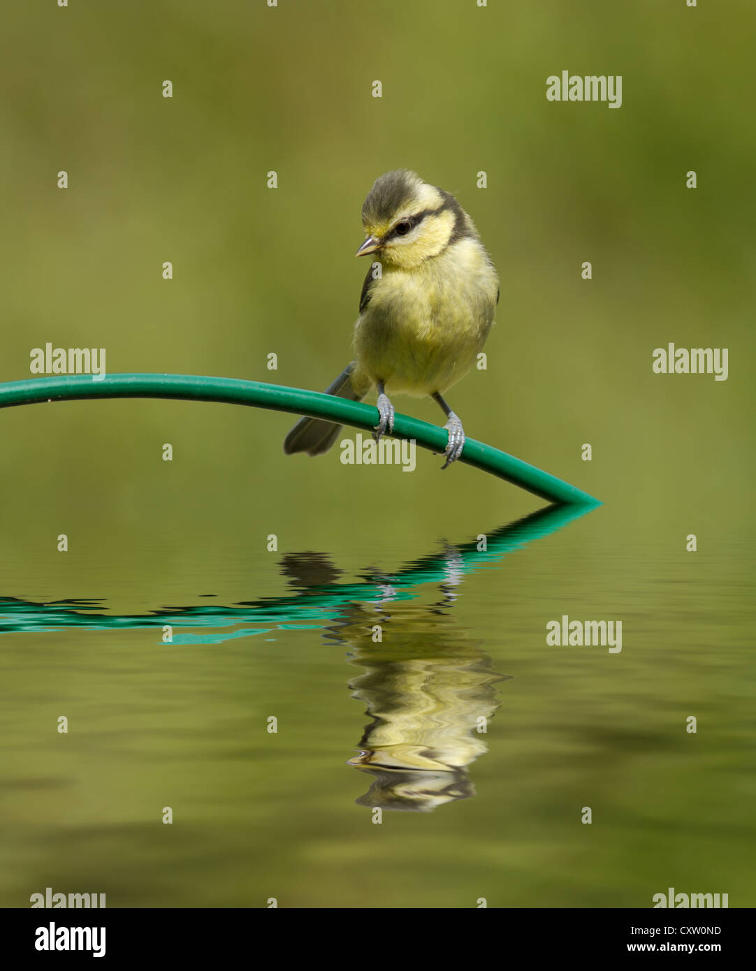 junge Blaumeise mit Wasserreflexion Stockfoto junge Blaumeise mit Wasserreflexion Stockfoto