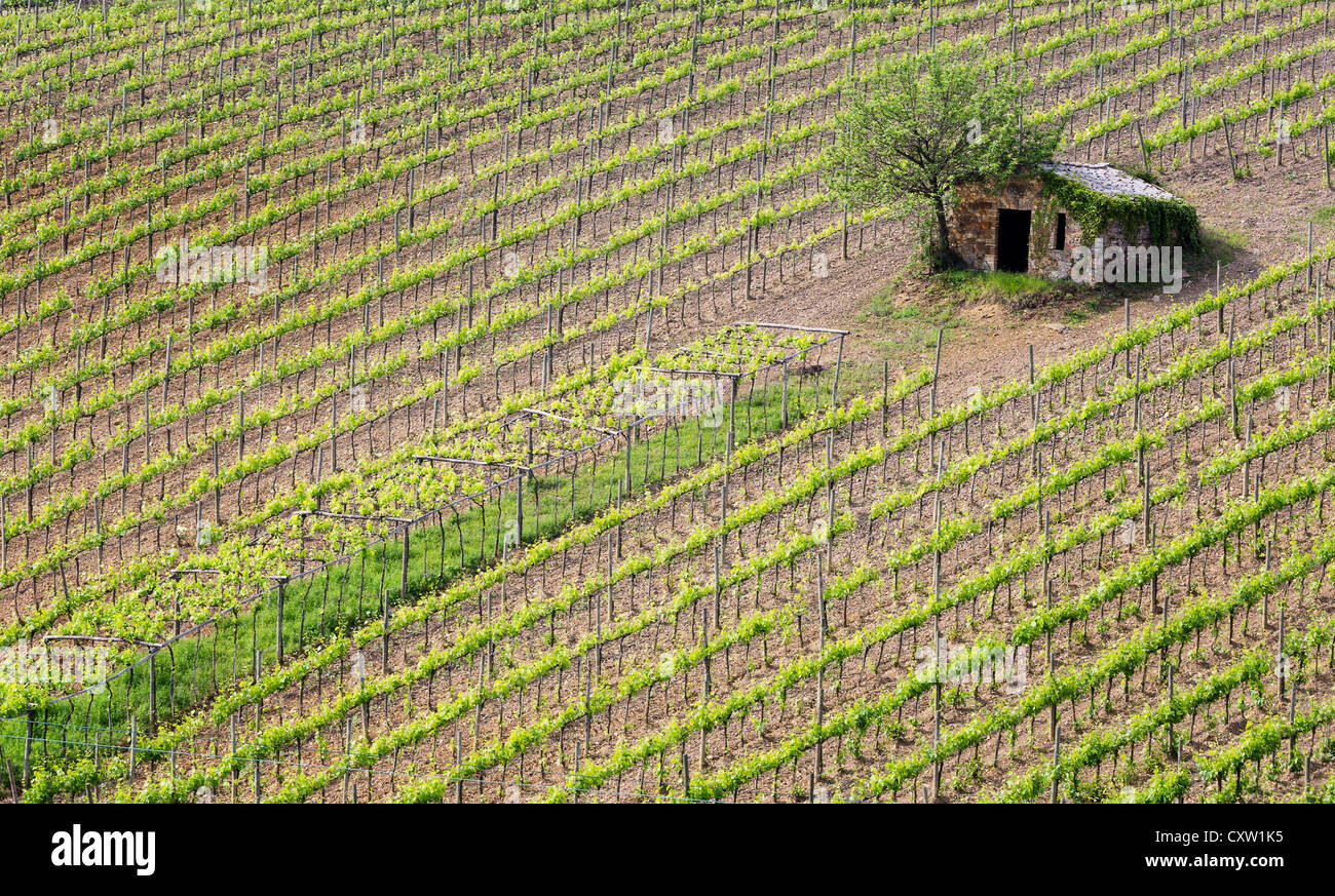 Alten Barnhouse in der Nähe von Montalcino in der Toskana Italien Stockfoto