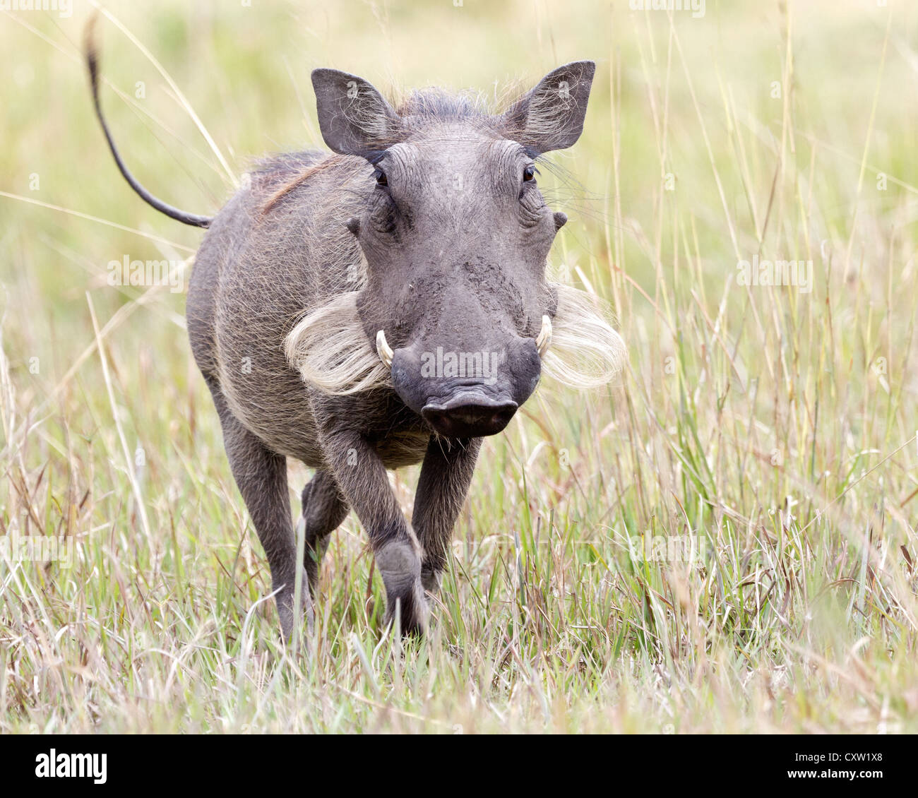 Augenhöhe Blick auf eine gemeinsame Warze-Schwein (Phacochoerus Africanus) zu Fuß in Richtung Kamera, Okavangodelta, Botswana Stockfoto