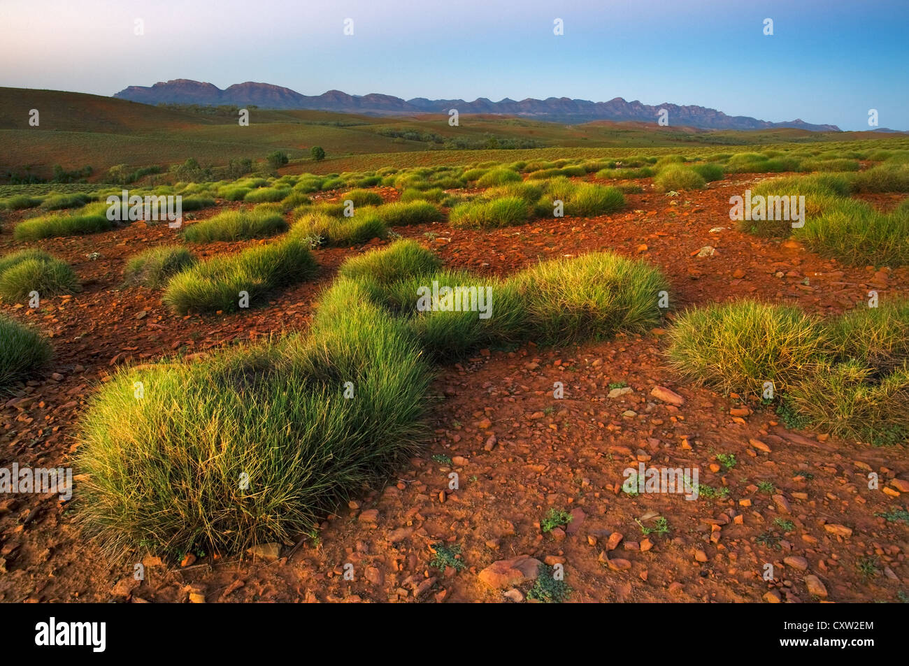 Spinifexgras bedeckt Hügel in den Flinders Ranges. Stockfoto