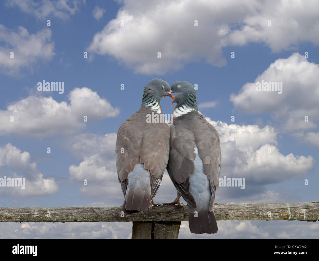 Liebevolle Vögel thront auf einem Holzzaun Stockfoto Liebevolle Vögel thront auf einem Holzzaun Stockfoto