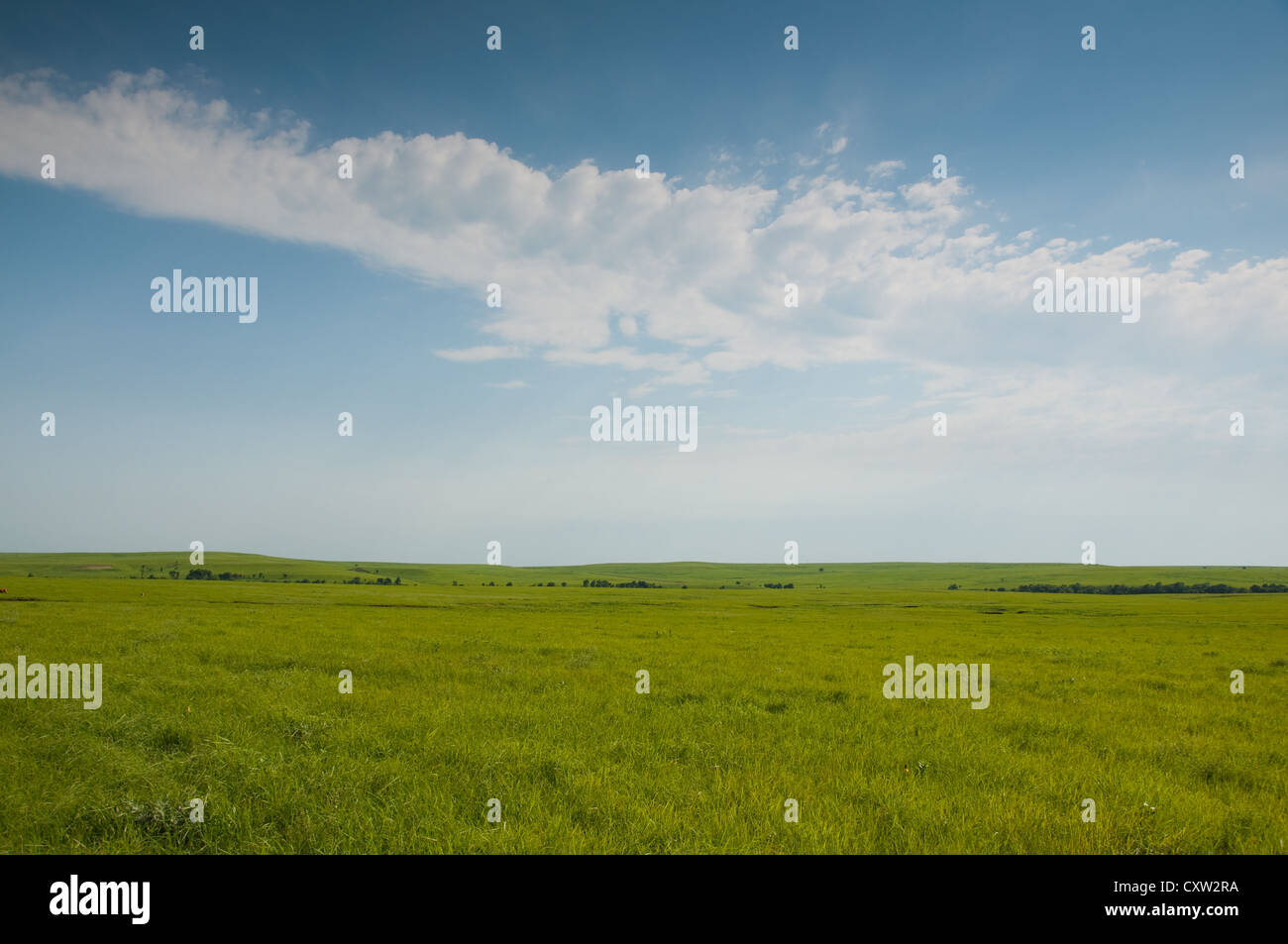 Weiten Prärielandschaften im späten Frühling mit üppigen grünen Rasen Stockfoto