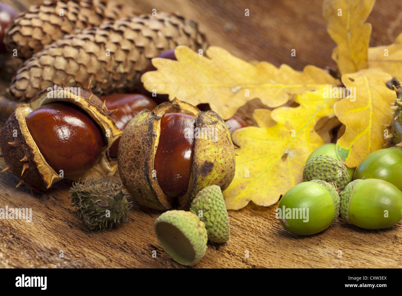 Herbst Hintergrund von Kastanien, Eicheln, Tannenzapfen Herbst Hintergrund von Kastanien, Eicheln, Tannenzapfen