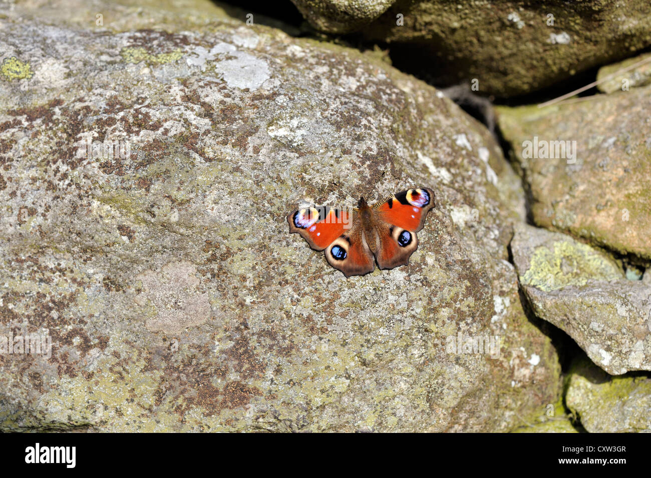 Peacock Butterfly (Inachis Io) UK Stockfoto