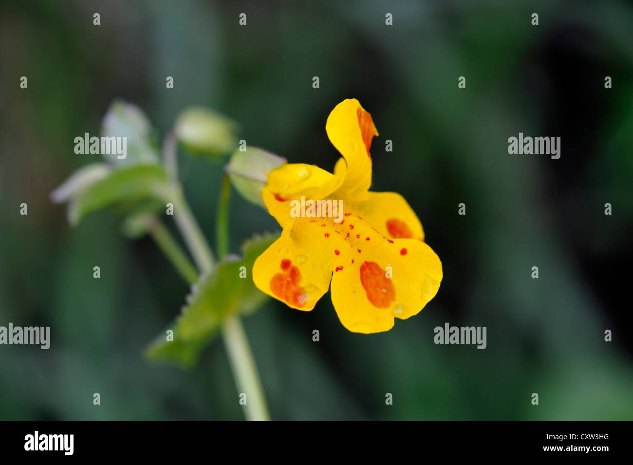 Hybrid-Blume: Hybrid Monkeyflower & Blutstropfen Emlets (Mimulus Guttatus X Mimulus Luteus) Stockfoto
