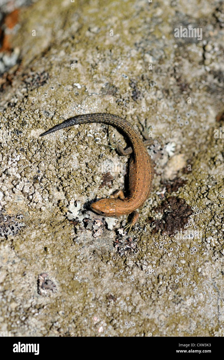 Gemeinen Eidechse (Lacerta Vivipara), auch bekannt als die vivipare Eidechse Stockfoto