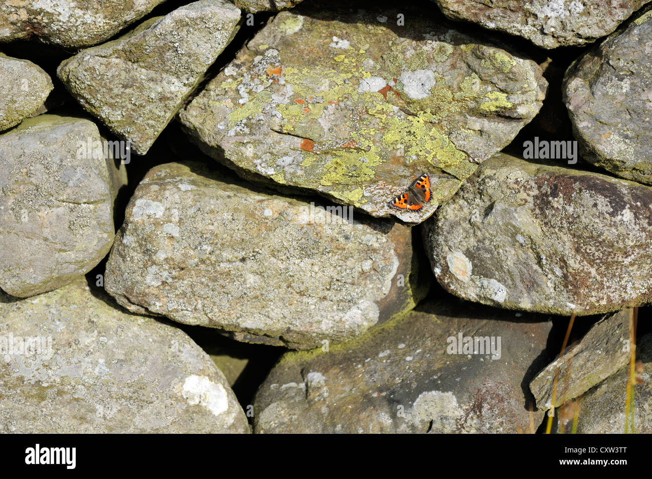 Kleiner Schmetterling in Schildpatt (Aglais Urticae) Stockfoto