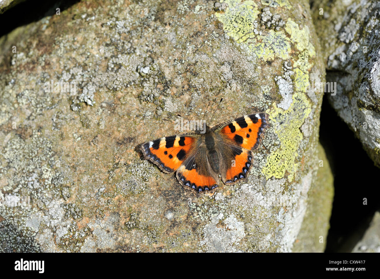 Kleiner Schmetterling in Schildpatt (Aglais Urticae) Stockfoto