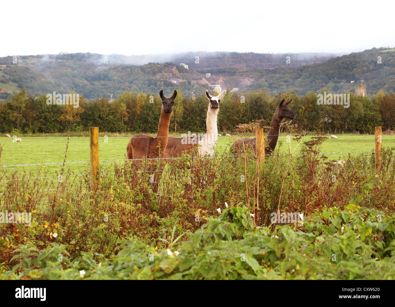 3 Lamas in einem Feld in der Nähe von Cheddar im ländlichen Somerset, England Stockfoto