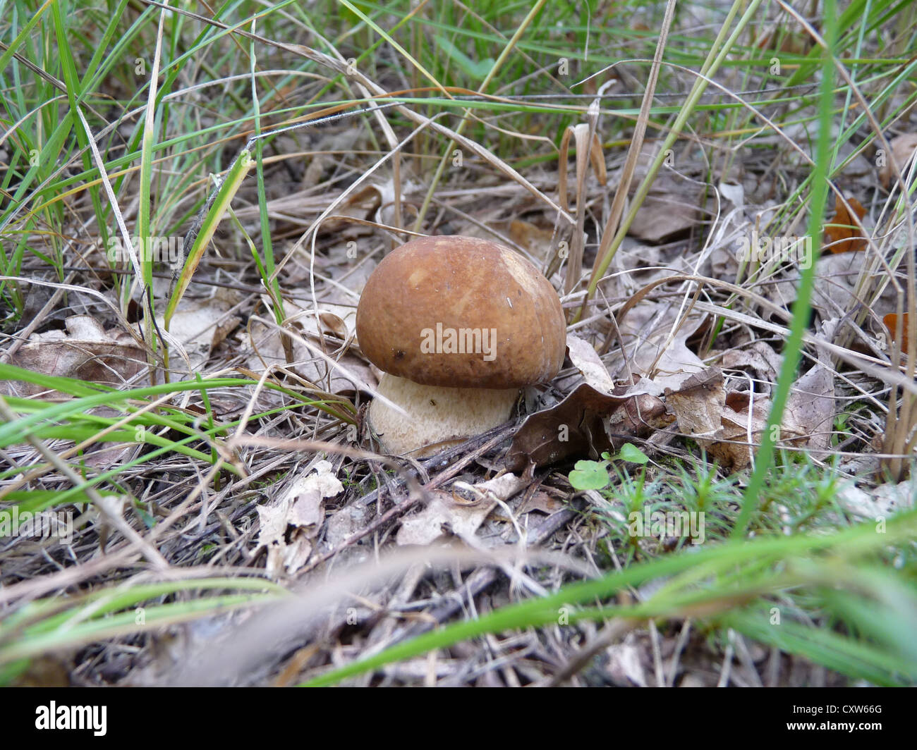 weißer Pilz; Wildtiere; Pflanzen; Moose und Flechten; Wald; Herbst; Stille Jagd; Essen und trinken; eine Delikatesse; Vitamin; Natur; Stockfoto