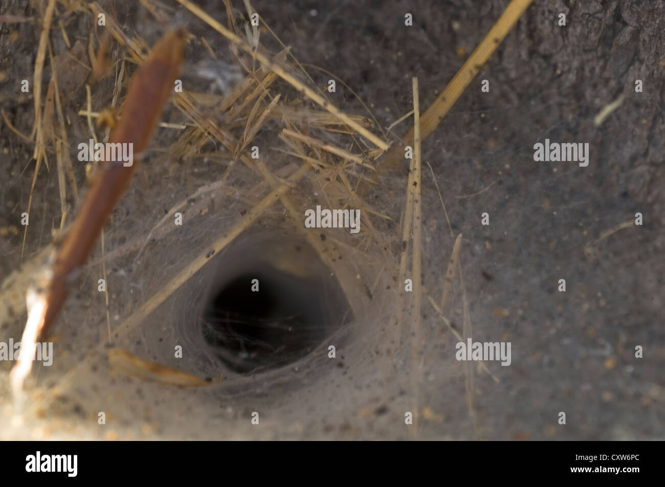 Funnel Web Spinne Stockfoto