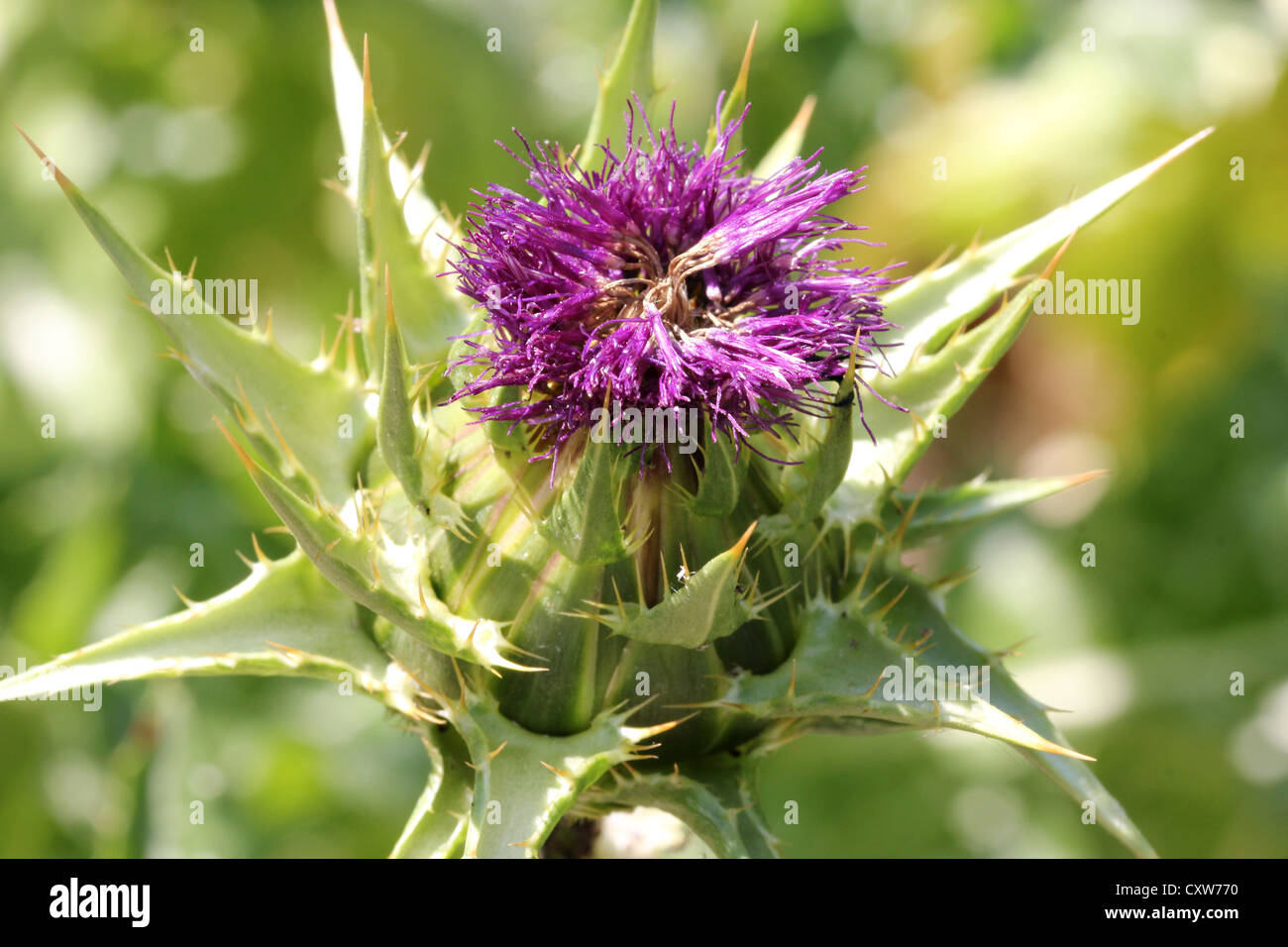 Macro botanico Fotos und Bildmaterial in hoher Auflösung Alamy