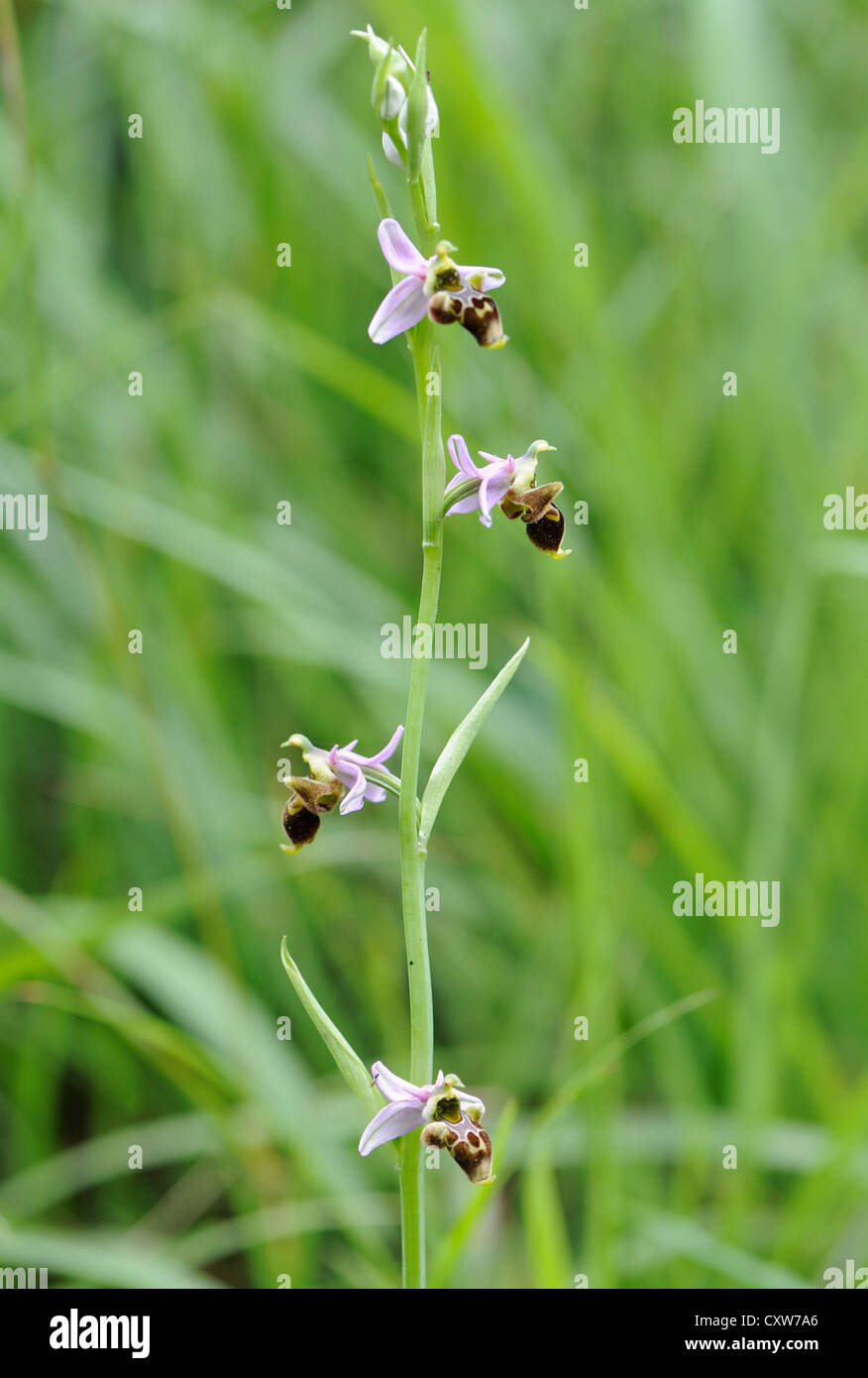 Blütenstand einer Biene Orchidee (Ophrys Apifera).  Colunga, Asturien, Spanien. Stockfoto