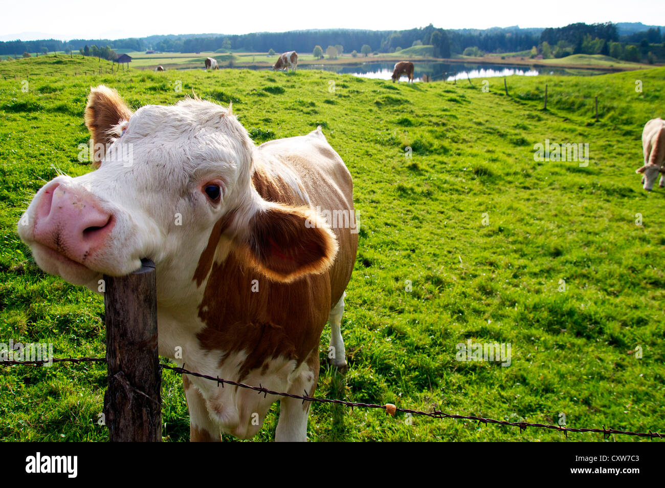 Glücklichen Kuh auf der Weide, ist Kopf mit einem Zaunpfahl kratzen Stockfoto
