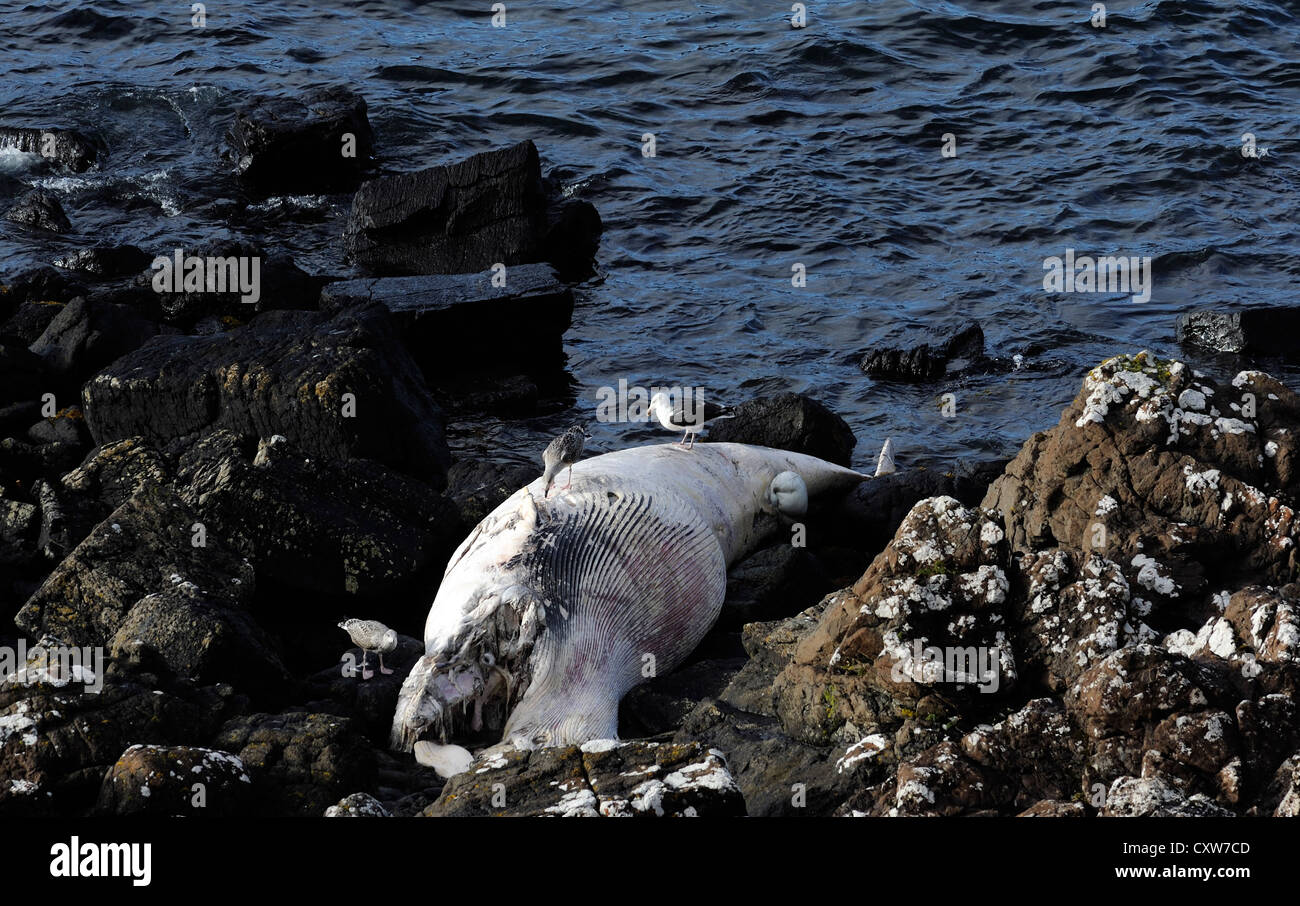 Ein toter Zwergwal (Balaenoptera Acutorostrata) angespült auf den Felsen. Stockfoto