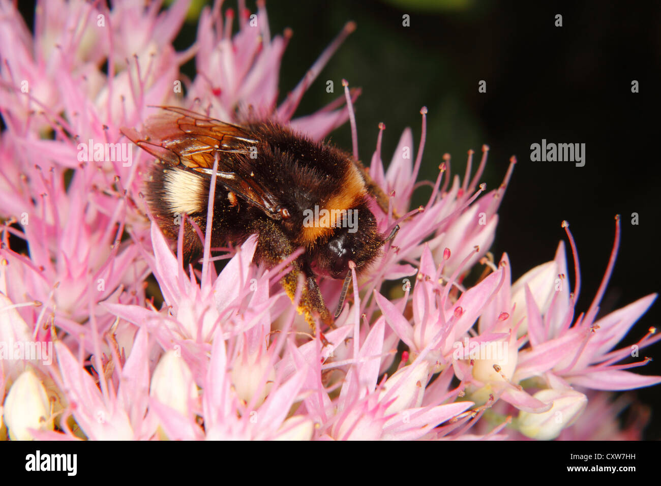 Große Erde Hummel (Bombus Terrestris) auf einer Blume Stockfoto
