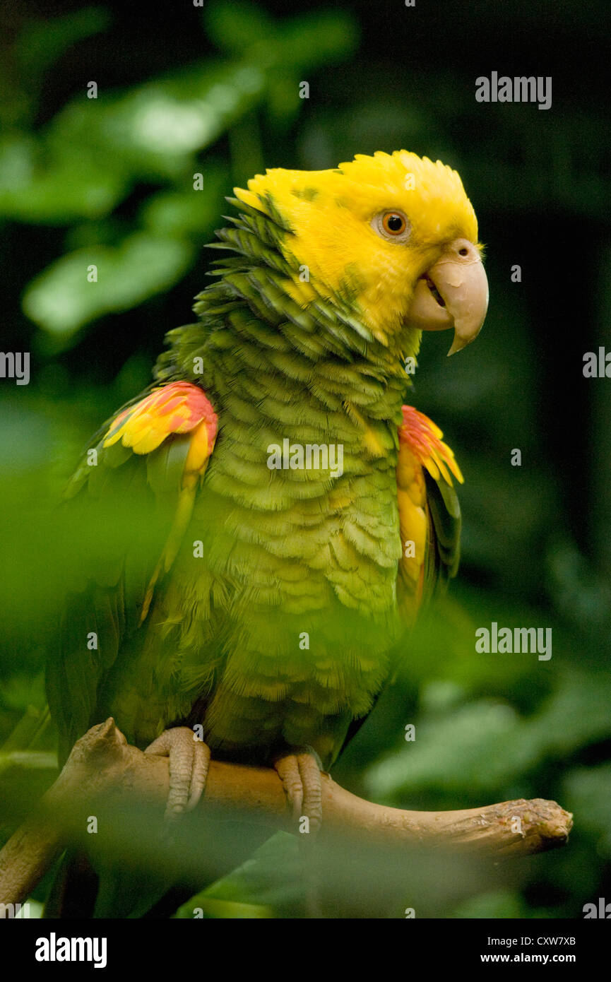 Unter der Leitung von gelb Amazon (Amazona Oratrix) stark gefährdet in Gefangenschaft, Belize Stockfoto