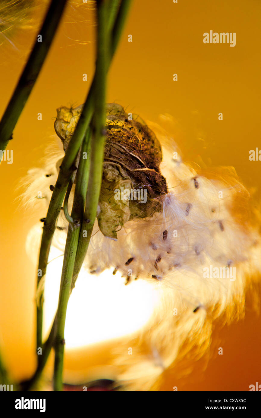 Des Bischofs Kugeln oder Swan Pflanze oder Ballon Pflanze oder Riesen Schwan Wolfsmilch GompGomphocarpus Physocarpus und Asclepias physocarpu Stockfoto