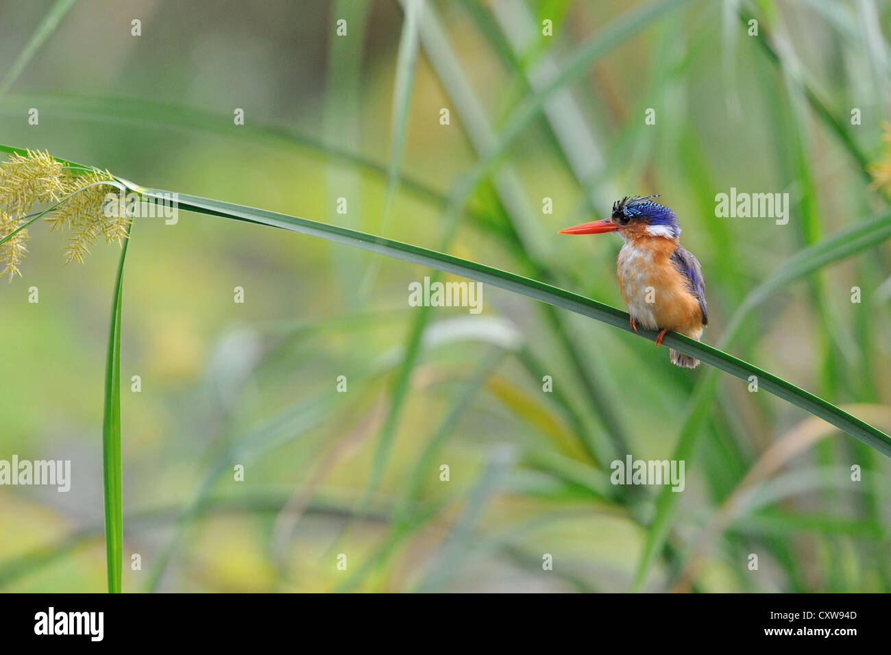 Afrikanische Malachit-Eisvogel - gehockt Reed in einem Sumpf in Masai Mara matrizengeformte Eisvogel (Alcedo Cristata) Stockfoto