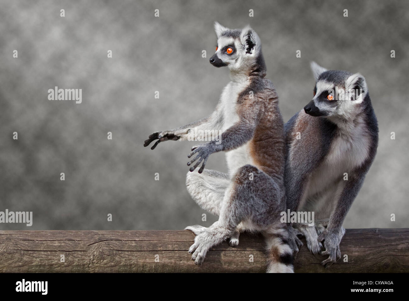 Zwei Ring Tailed Lemuren (Lemur Catta) Stockfoto