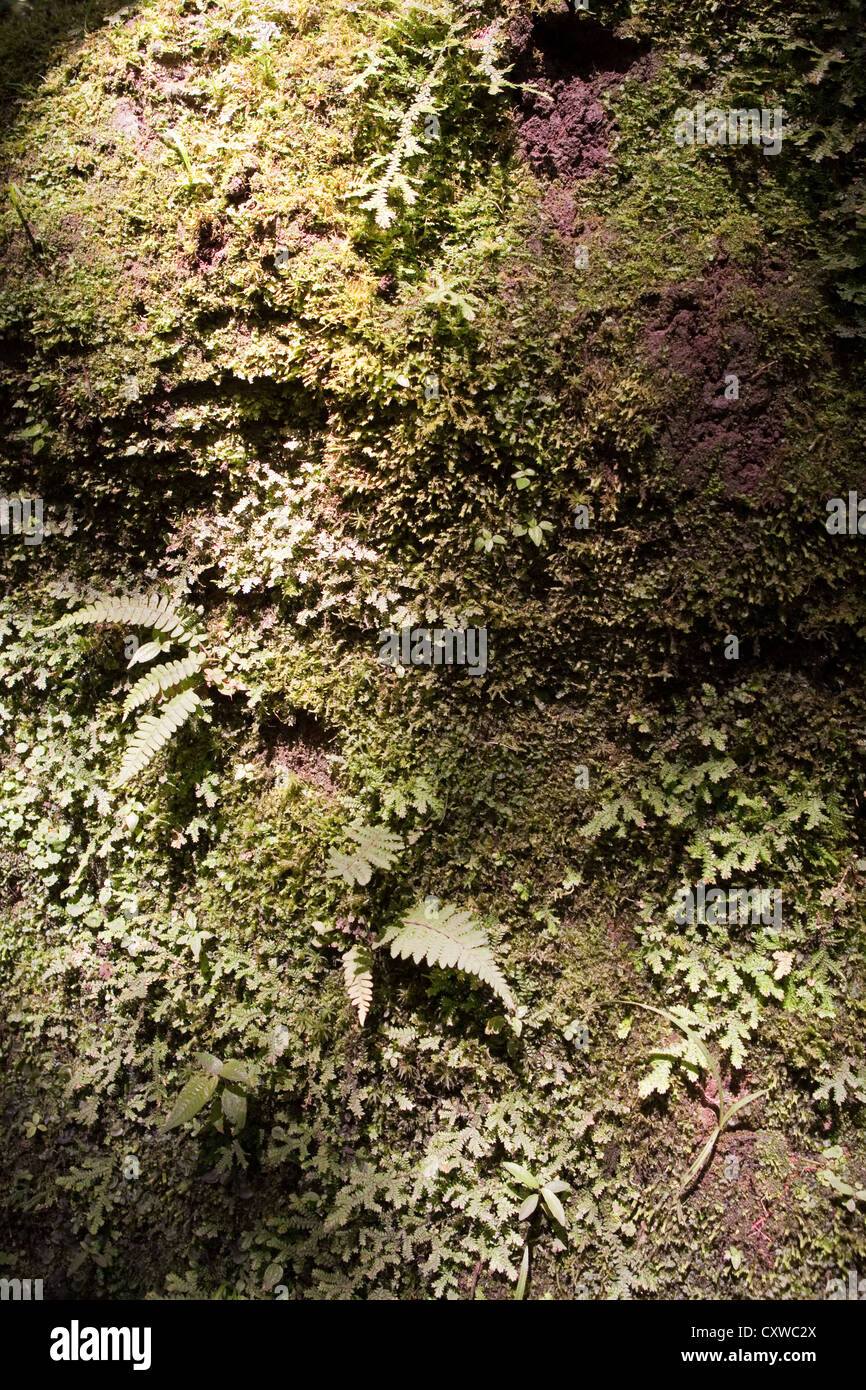 Waldboden, Alto de Lavapatas, San Agustin, Archäologische Stätte, Kolumbien Stockfoto