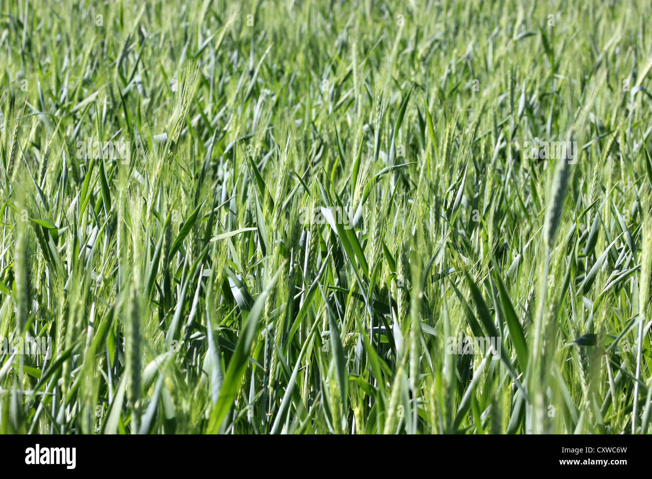 Weizenfelder, Rasen, Natur, grün, Wiesen, Photoarkive Stockfoto