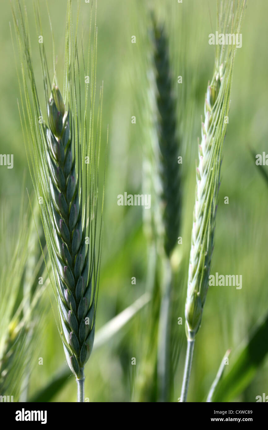 Weizenfelder, Rasen, Natur, grün, Wiesen, Photoarkive Stockfoto