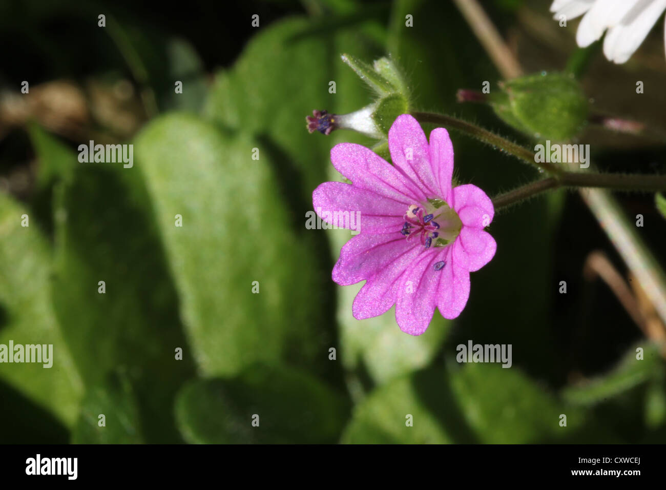 Blume, eine kleine Veilchen, Makrofotografie, photoarkive Stockfoto