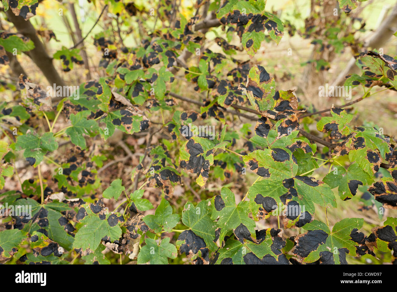 infizierten Ahorn Baum Teer Fleck Rhytisma Acerinum einen Pilz auf Ahorn Blätter blackspot Stockfoto