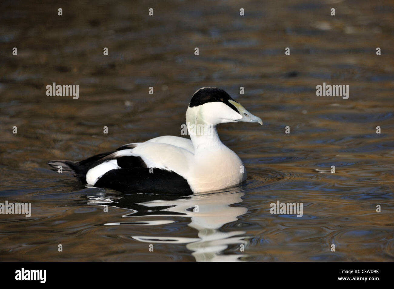 Gemeinsamen Eiderenten (Somateria Mollissima) Stockfoto