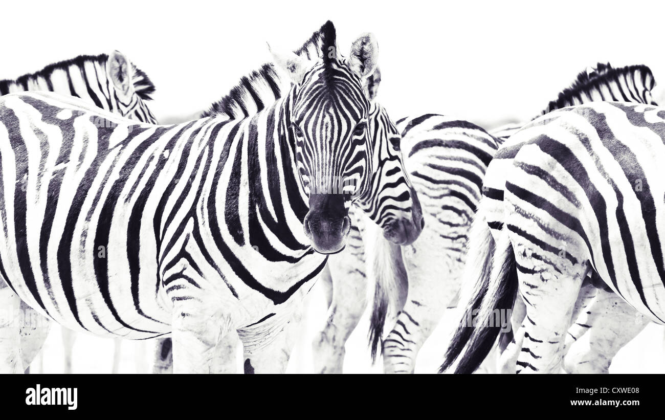schwarz / weiß Zebra Herde, abstraktes Bild mit einem Zebra Blick in die Kamera Stockfoto