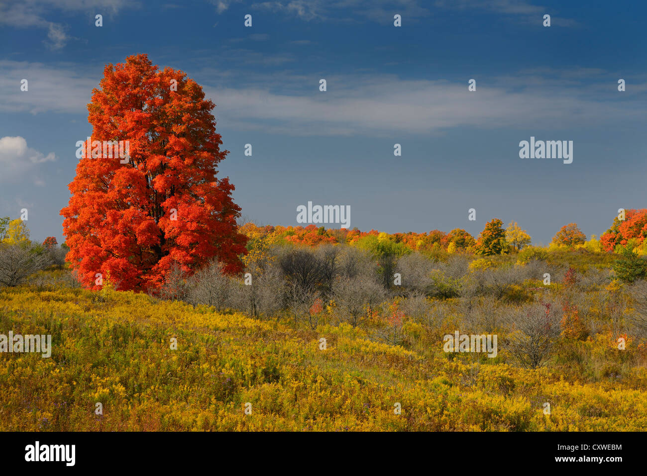 Einzelne helle rot-Ahorn-Baum in einem Feld von Goldrute und tot Pinsel auf Heart Lake Road Caledon Ontario Kanada im Herbst Stockfoto
