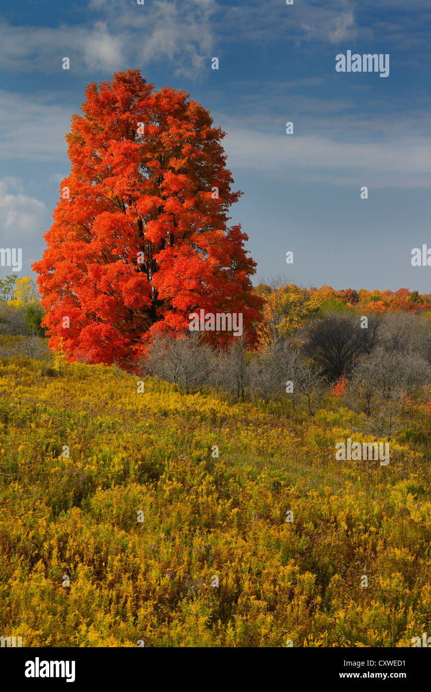 Einzelne helle rot-Ahorn-Baum in einem Feld von Goldrute auf Heart Lake Road Caledon Ontario Kanada im Herbst Stockfoto