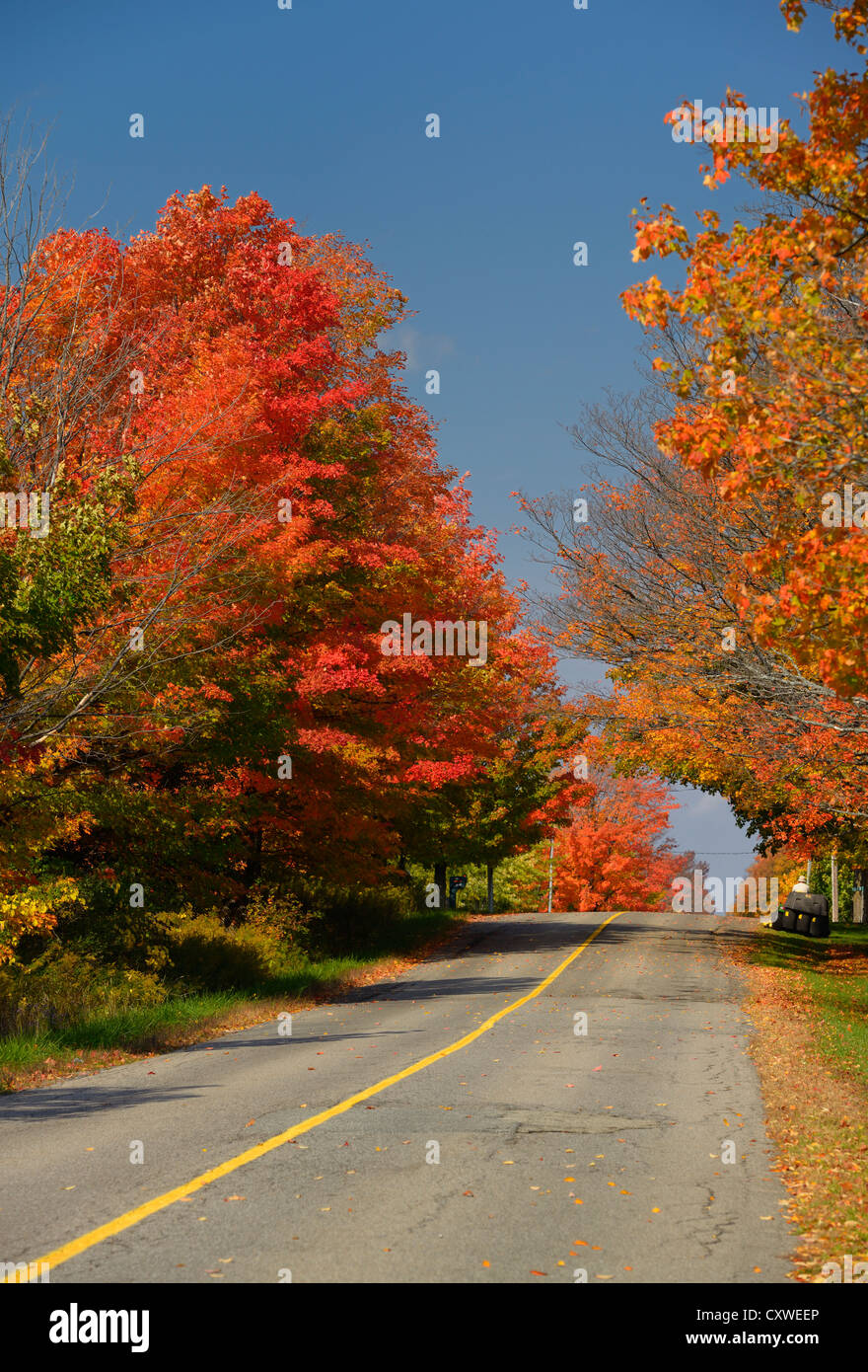 Helles rot-Ahornbäume auf Heart Lake Road Caledon Ontario Kanada im Herbst mit Mann auf Reiten Mäher Stockfoto