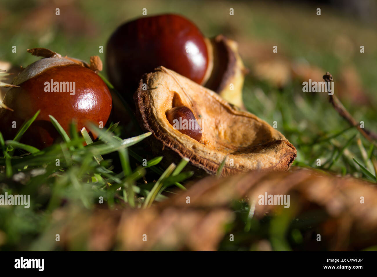 Conker und shell Stockfoto