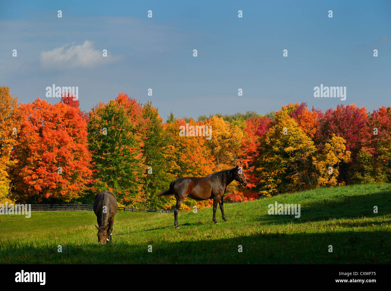 Zwei braune Pferde in einem Paddock mit roten Ahornbäumen im Caledon Ontario Stockfoto