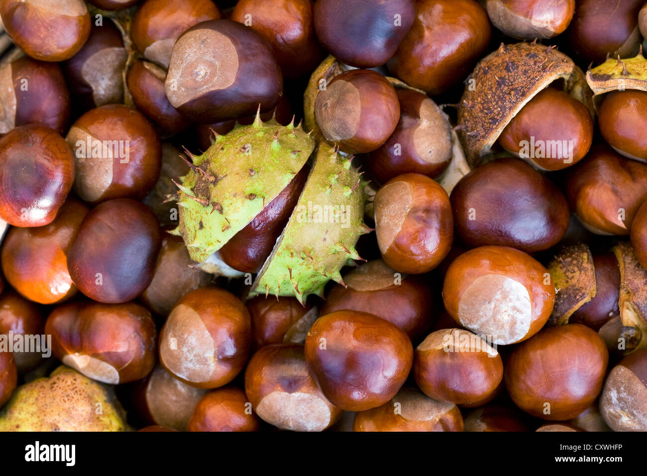 Aesculus Hippocastanum.  Eine Sammlung von Kastanien. Stockfoto